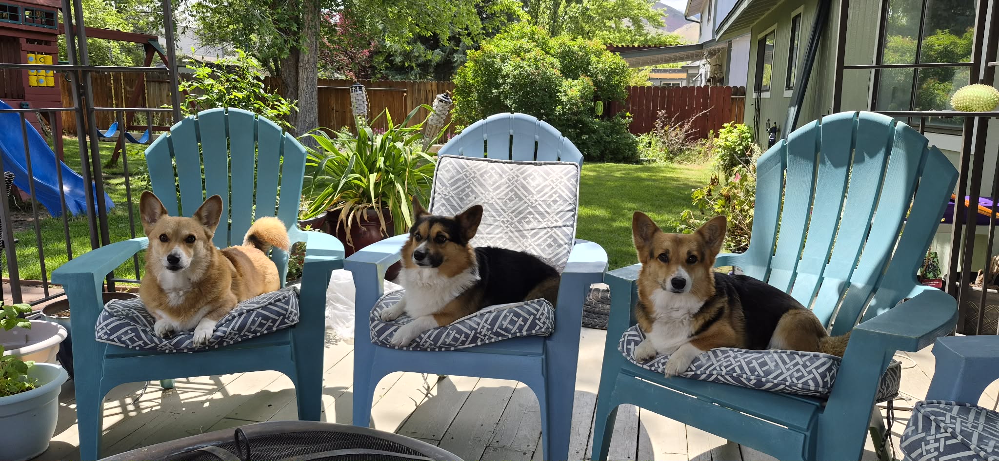 The three Andreasen family corgis